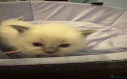 Ragdoll cats for sale: Three beautiful blue ragdoll kittens  - Image 23