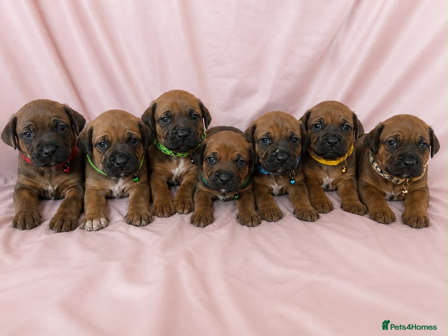Rhodesian Ridgeback dogs Rhodesian Ridgeback Puppies Full European Pedigree - Advert 1