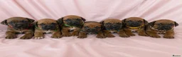 Rhodesian Ridgeback dogs for sale: Rhodesian Ridgeback Puppies Full European Pedigree - Advert 9