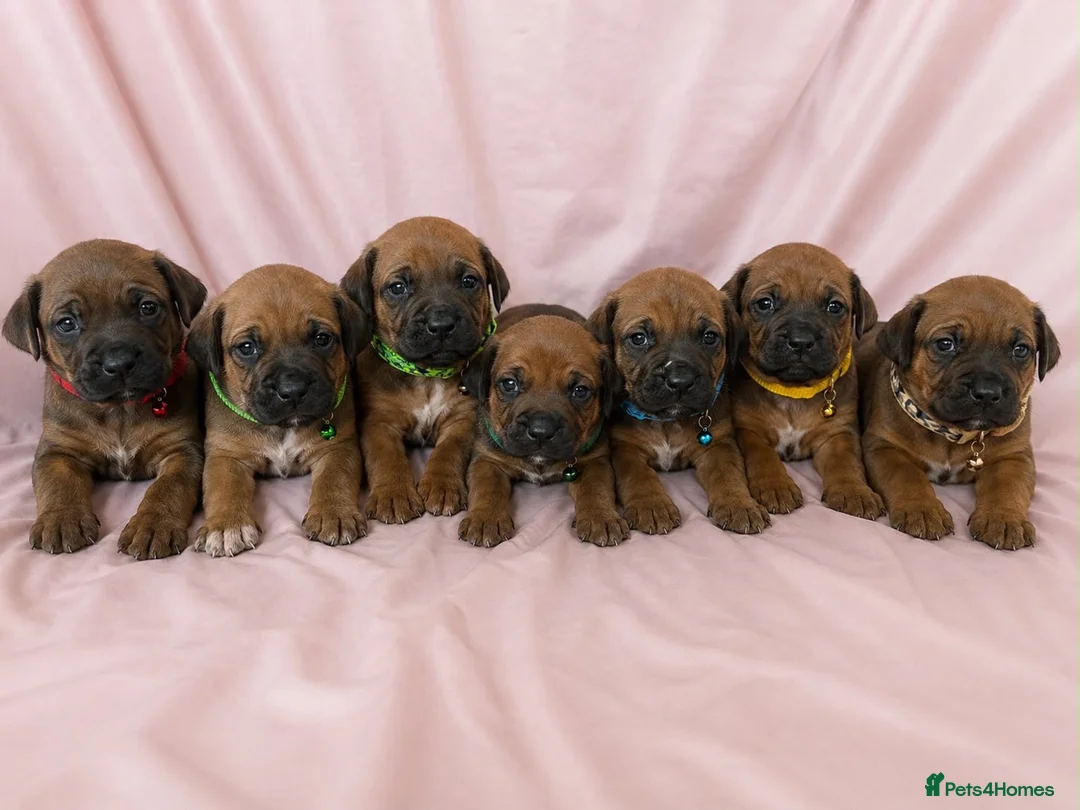 Rhodesian Ridgeback dogs for sale: Rhodesian Ridgeback Puppies Full European Pedigree - Advert 9