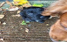 Cocker Spaniel dogs for sale: BLACK WORKING COCKER SPANIELS - Bitch and Dog - Image 25