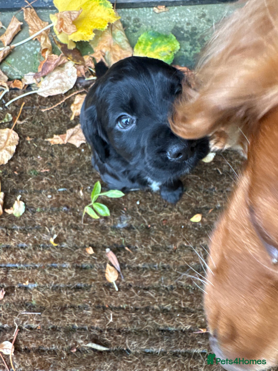 Cocker Spaniel dogs for sale: BLACK WORKING COCKER SPANIELS - Bitch and Dog - Image 25
