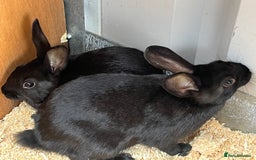 Mixed Breed rabbits for sale: 6 mixed breed black rabbits  - Image 2