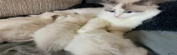 Ragdoll cats for sale: GCCF Ragdoll Kittens Championlines  - Advert 31