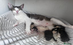 Mixed Breed cats for sale: 5 beautiful kittens looking for their forever home - Image 11