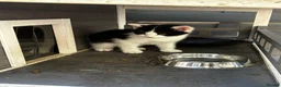 Persian cats for sale: Kitten - Advert 10