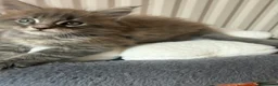 Maine Coon cats for sale: Pedigree / tica Maine coon kittens - Advert 3