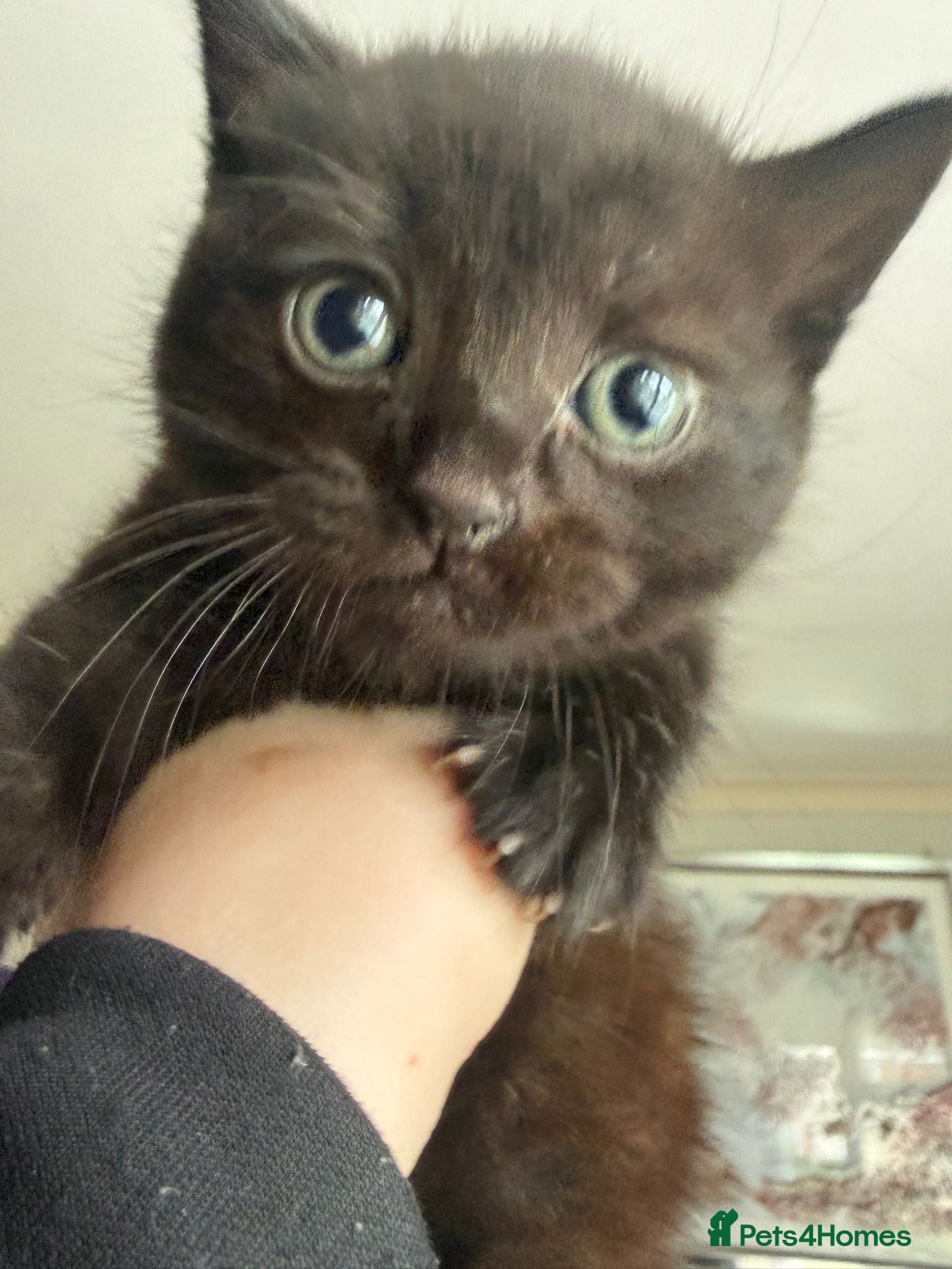 Scottish Fold cats for sale: Half Scottish fold kittens  in Bilston - Advert 11