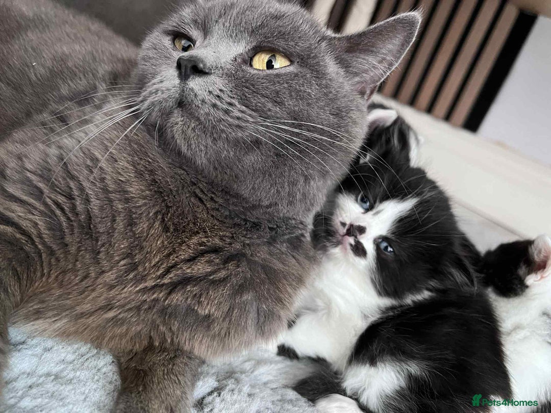 British Shorthair cats for sale: British shorthair/ tuexedo kittens  - Image 29