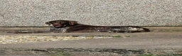 German Shorthaired Pointer dogs for sale: GSP Puppies in Aberdare - Advert 21