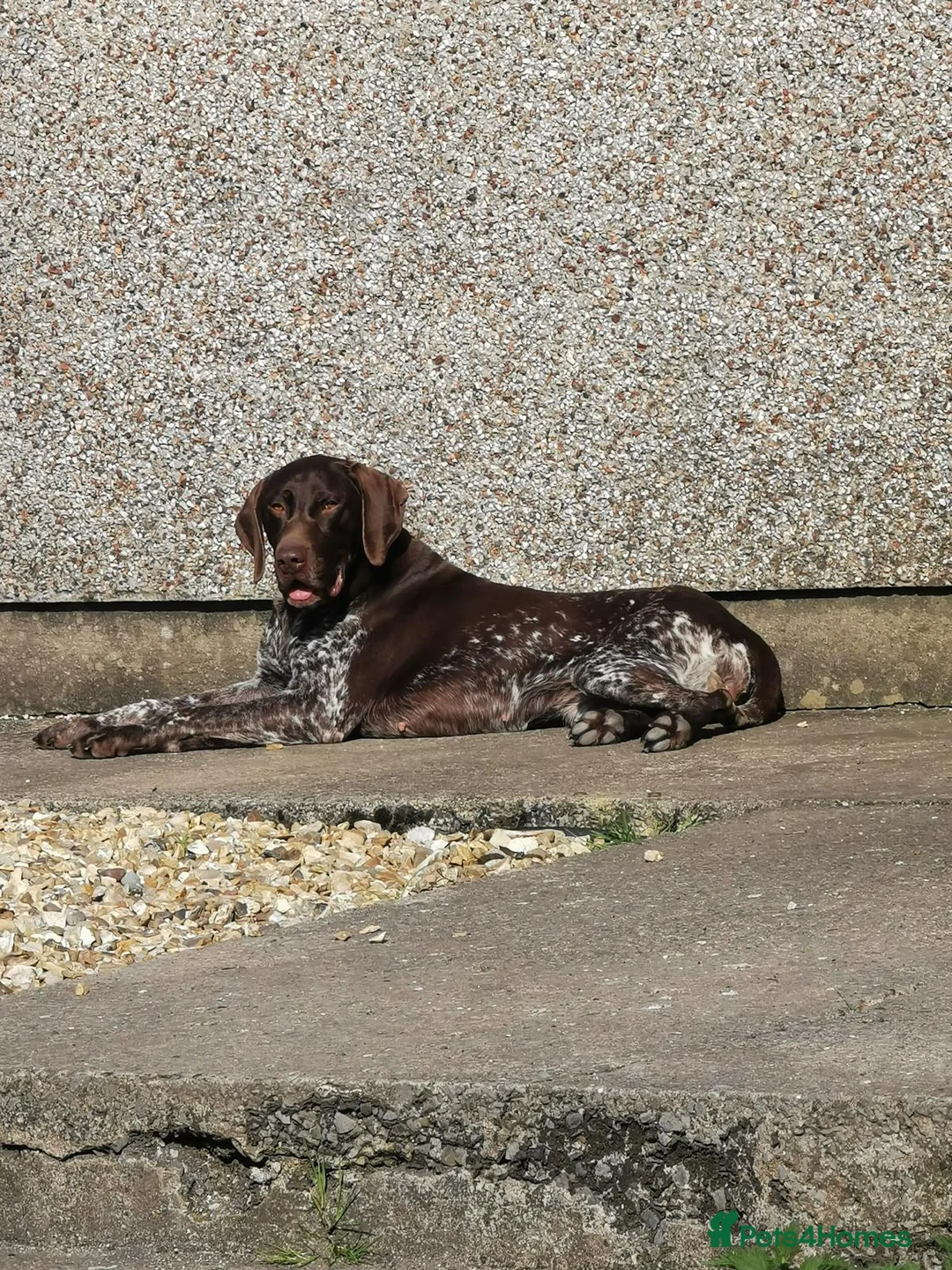 German Shorthaired Pointer dogs for sale: GSP Puppies in Aberdare - Advert 21