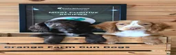 Cocker Spaniel dogs for sale: 2 WORKING TYPE KC COCKER SPANIELS READY TO LEAVE  - Advert 6