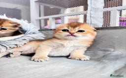 Scottish Fold cats for sale: Cute TICA pedigree kittens  - Image 5