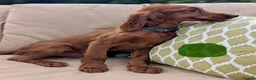 Irish Setter dogs for sale: Kennel Club Irish Setter Puppies  - Advert 9