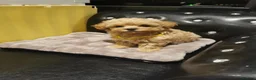 Maltipoo dogs for sale: Tiny Maltipoo F1 KC Parents Extensively DNA Clear  - Advert 17