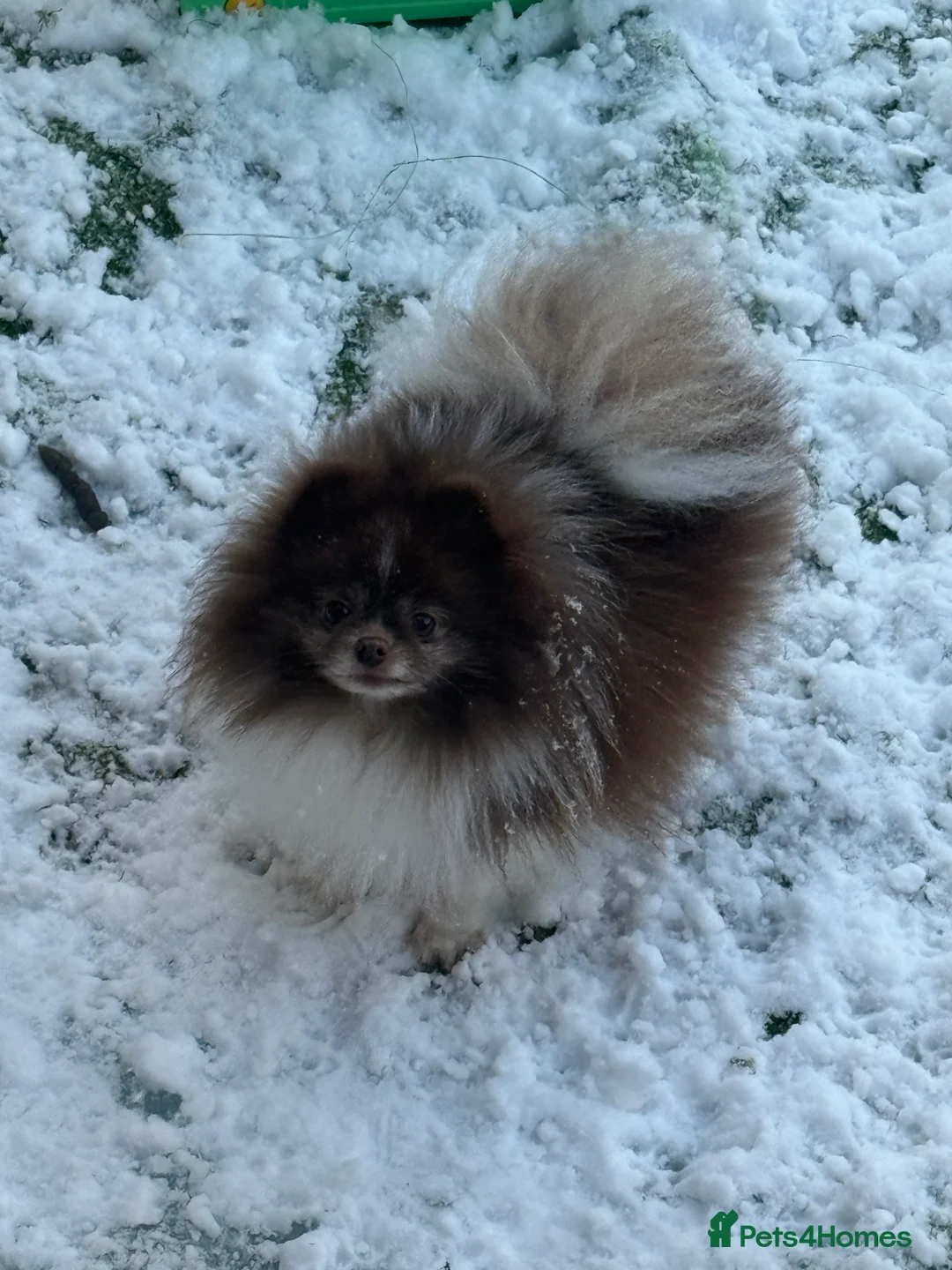 Pomeranian dogs for stud: Short and compact chocolate party colour boy - Advert 2