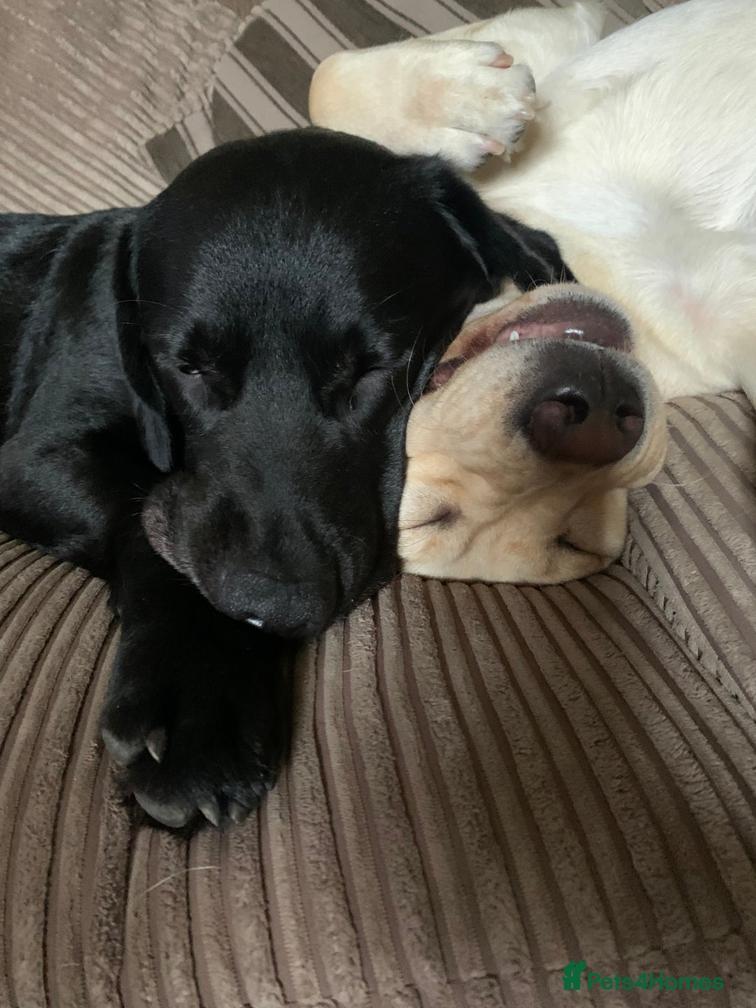 Labrador Retriever dogs for sale: 🖤 Labrador Puppies 💛 - Image 17