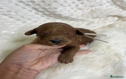 Goldendoodle dogs for sale: multigenerational Australian Golden doubledoodles - Image 9