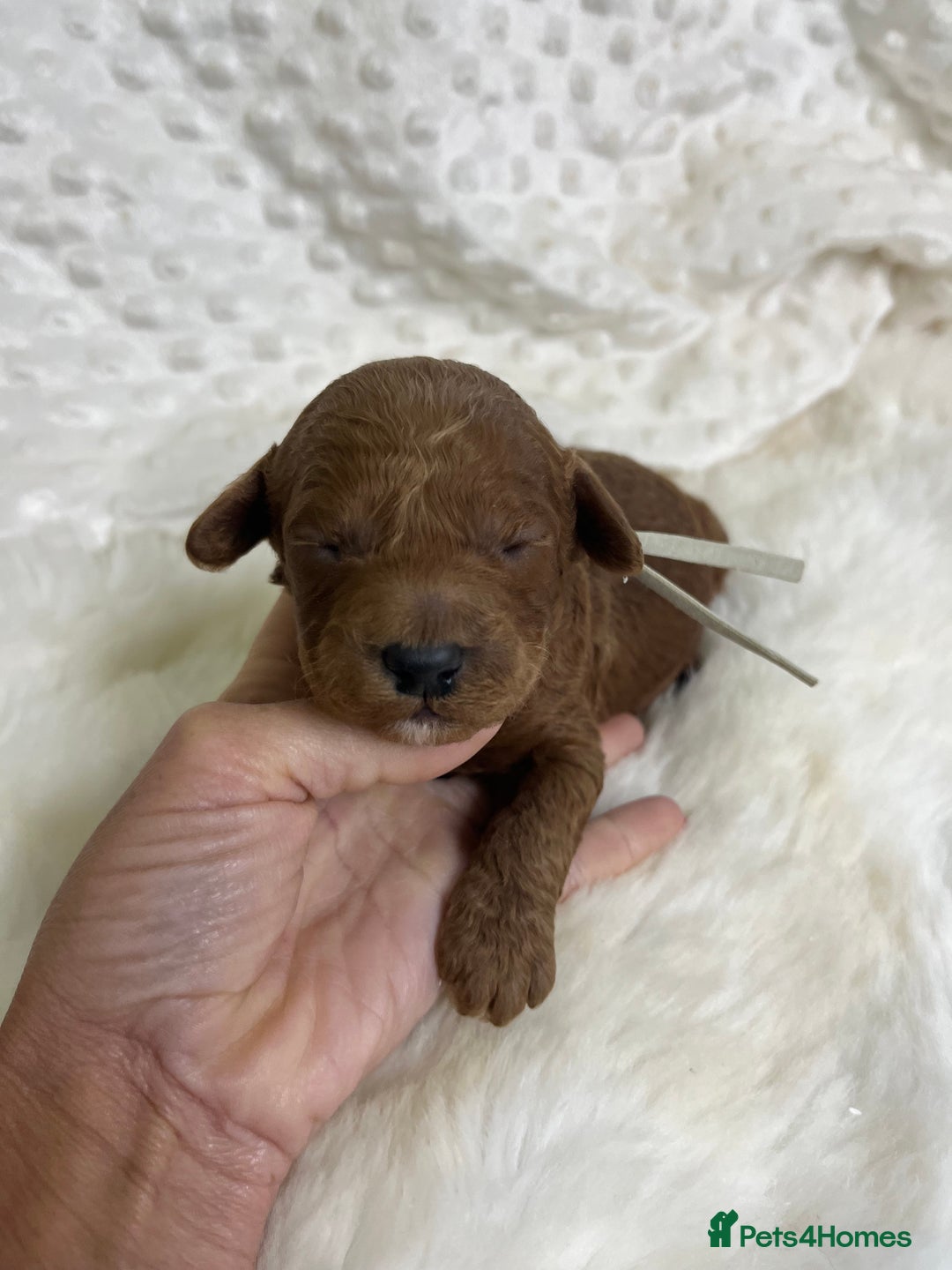 Goldendoodle dogs for sale: multigenerational Australian Golden doubledoodles - Image 9