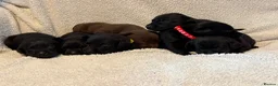 Labrador Retriever dogs for sale: 6 Black Boys and 1 Chocolate boy  in Chippenham - Advert 3