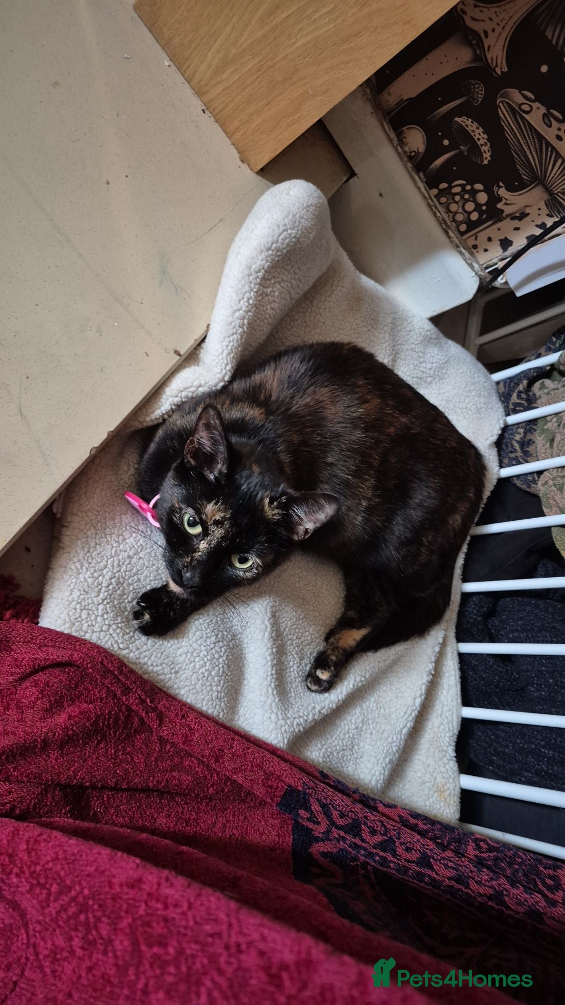 Mixed Breed cats Tortoiseshell  - Advert 4