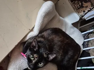 Mixed Breed cats Tortoiseshell - Advert 1