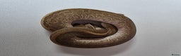 Snake reptiles for sale: Ball pythons  - Advert 16