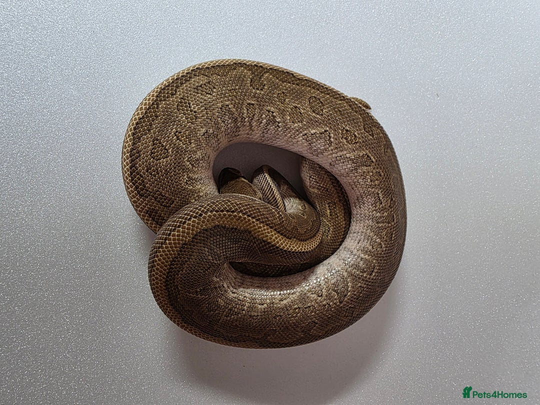 Snake reptiles for sale: Ball pythons  - Advert 16