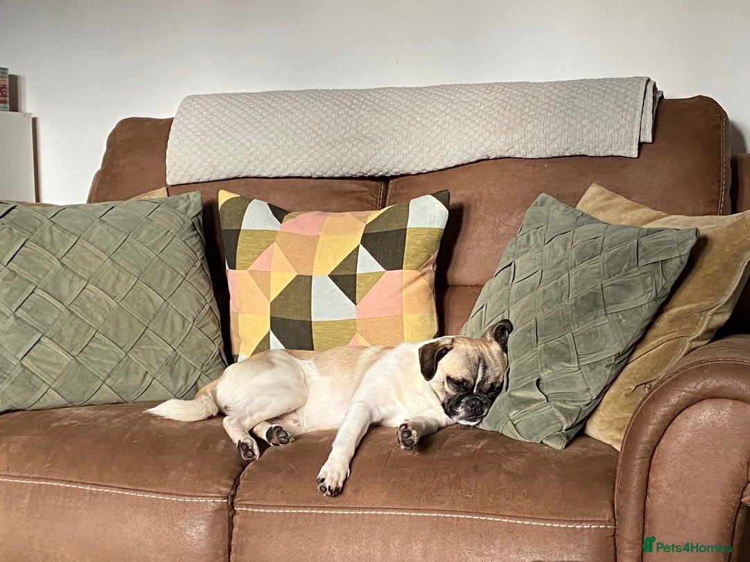 Jug dogs for sale: Beautiful jug puppies looking for forever home - Advert 20