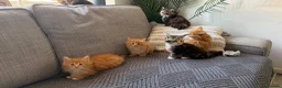 Maine Coon cats for sale: Beautiful half Maine coon kittens available.  in Bristol - Advert 7