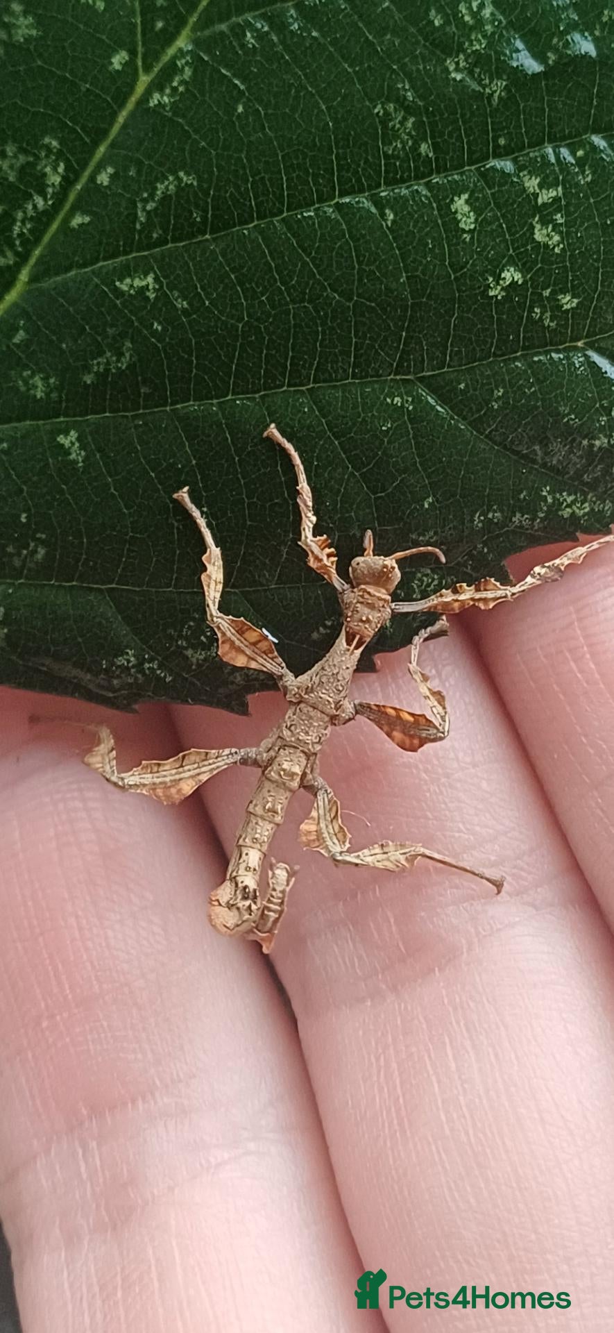 Stick Insects invertebrates Baby Giant Spiney Stick Insects - Advert 19