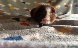 Guinea Pig rodents for sale: Lovely Teddy and Coronet baby Guinea pigs - Image 21