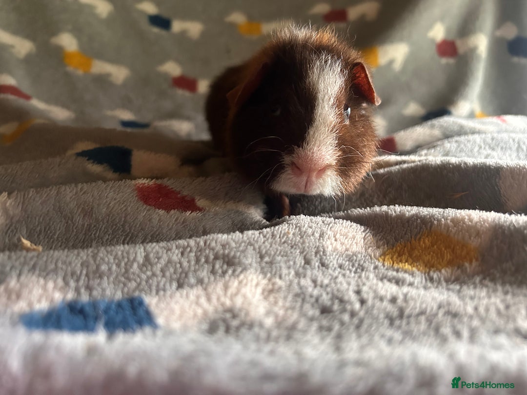 Guinea Pig rodents for sale: Lovely Teddy and Coronet baby Guinea pigs - Image 21