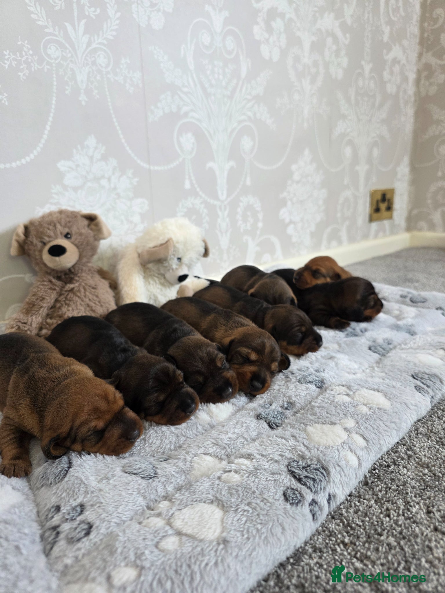Dachshund dogs Chocolate Standard Wire-haired Dachshund Puppies - Advert 1