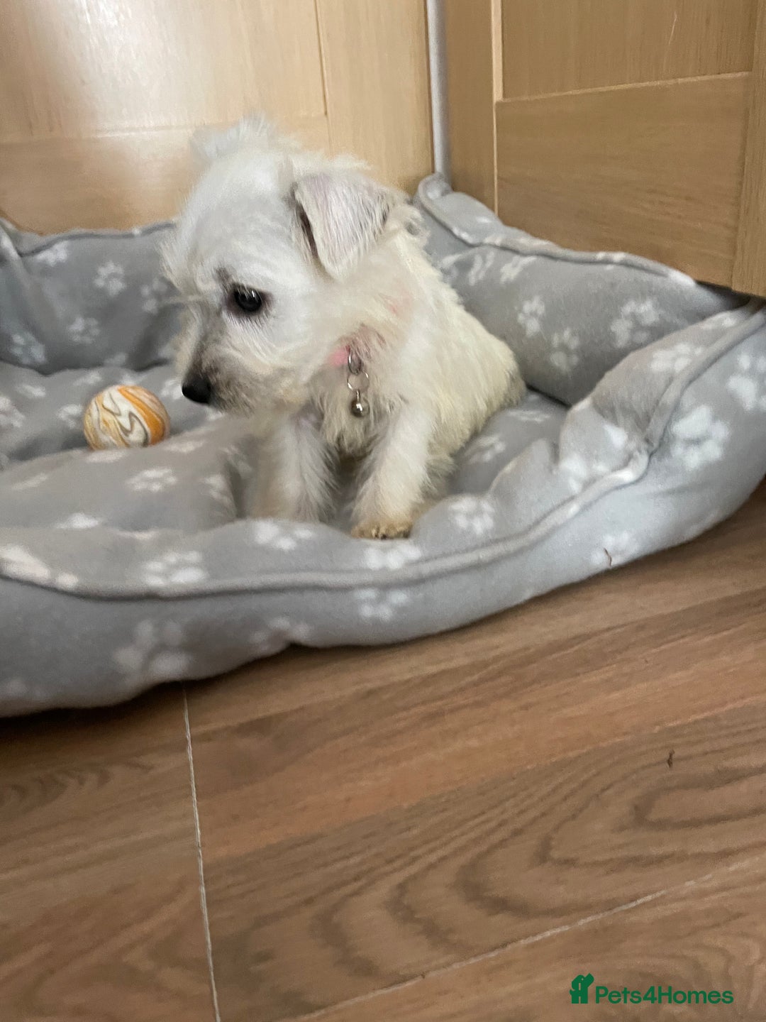 West Highland Terrier dogs for sale: Beautiful west highland terriers puppys - Image 9