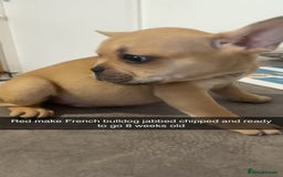 French Bulldog dogs for sale: Beautiful frenchies pups - Image 3
