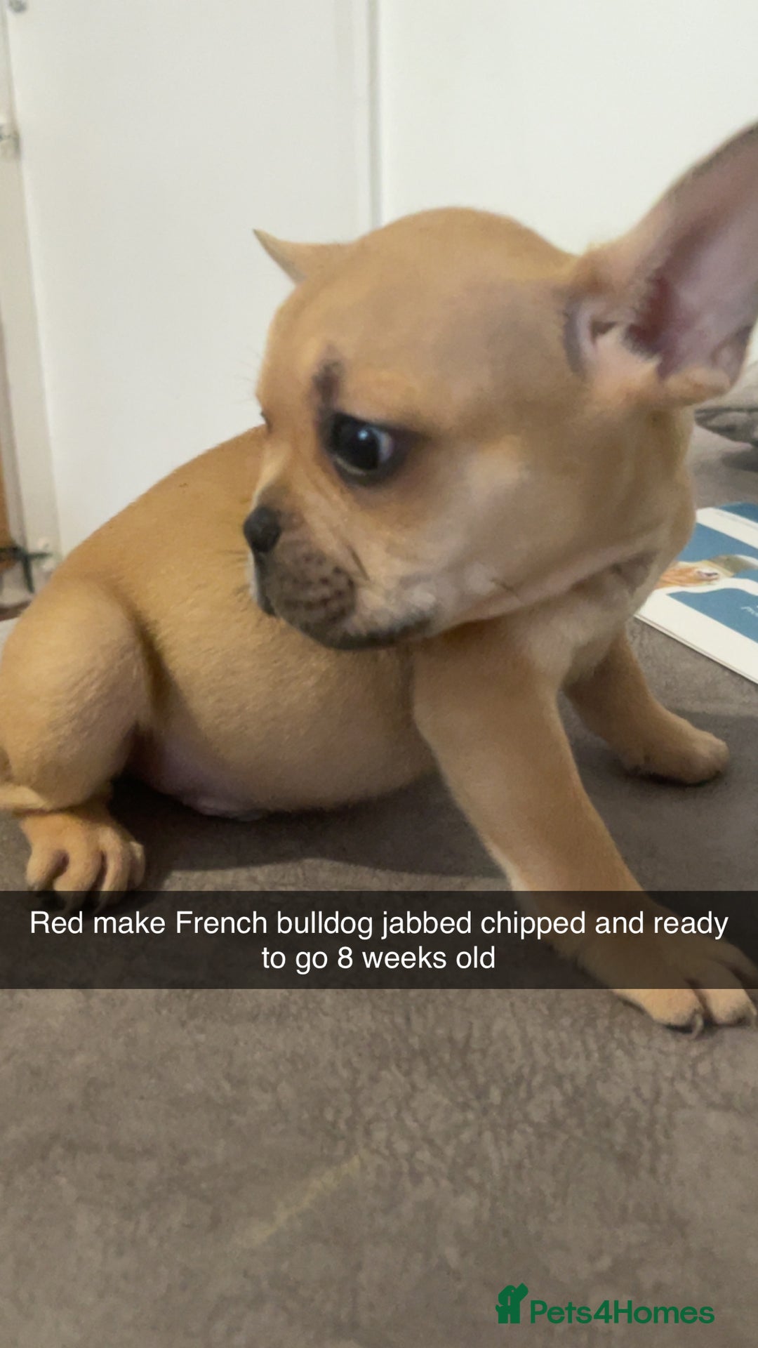 French Bulldog dogs for sale: Beautiful frenchies pups - Image 3