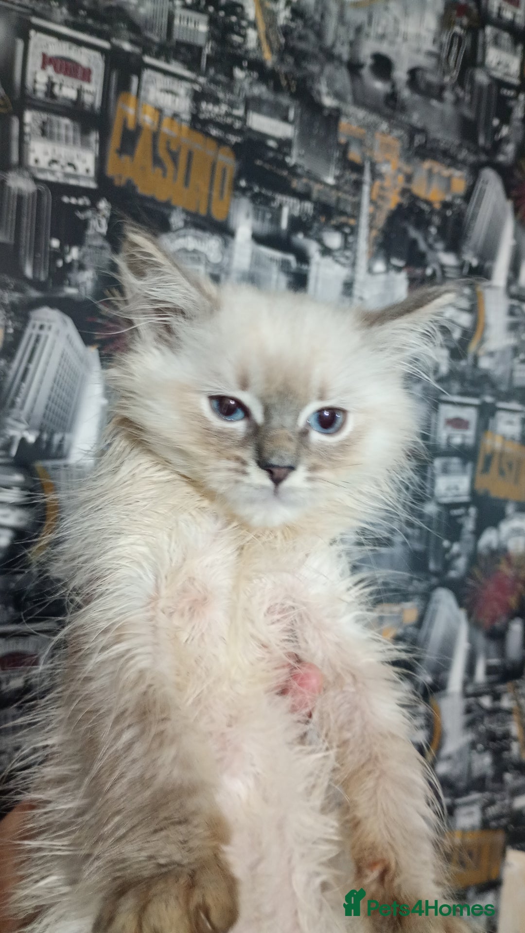 Ragdoll cats for sale: Beautiful full ragdoll kittens £695 - Advert 40
