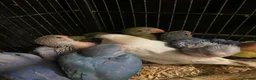 Ringnecks birds for sale: Beautiful Hand-Reared Baby Indian Ringnecks  - Advert 5