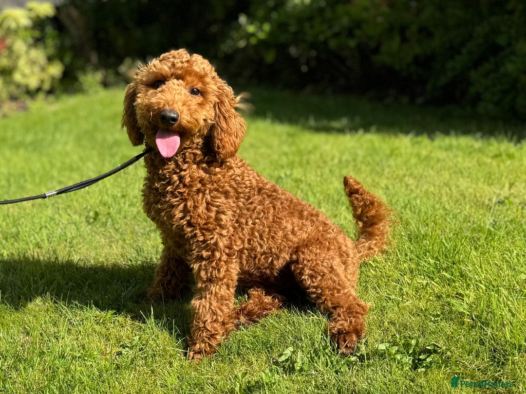 Miniature Poodle dogs for sale: Red Miniature Poodle puppies - Image 6