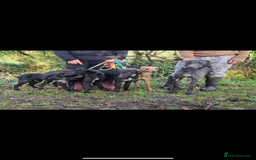 Lurcher dogs for stud: Whippet grey x beddy whippet grey - Image 7