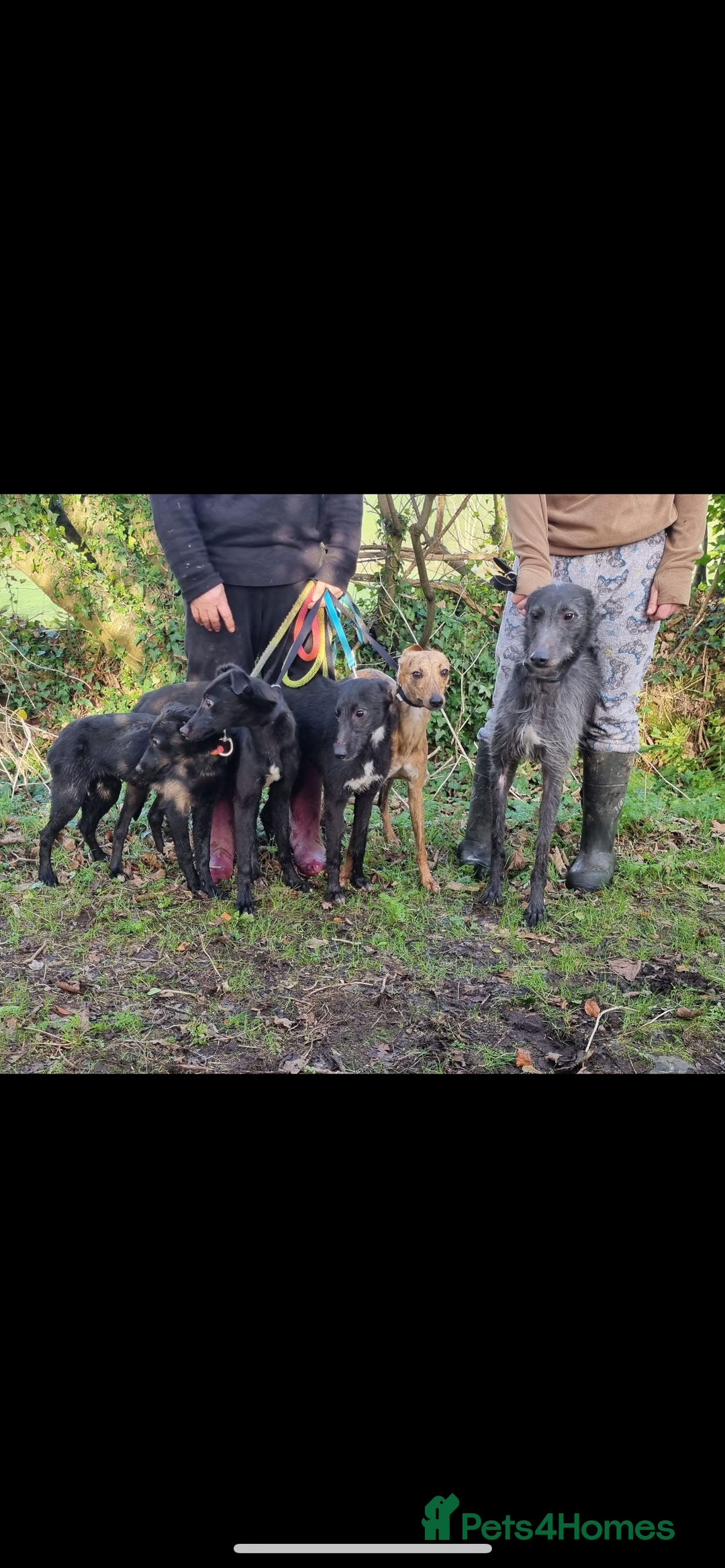 Lurcher dogs for stud: Whippet grey x beddy whippet grey - Image 7