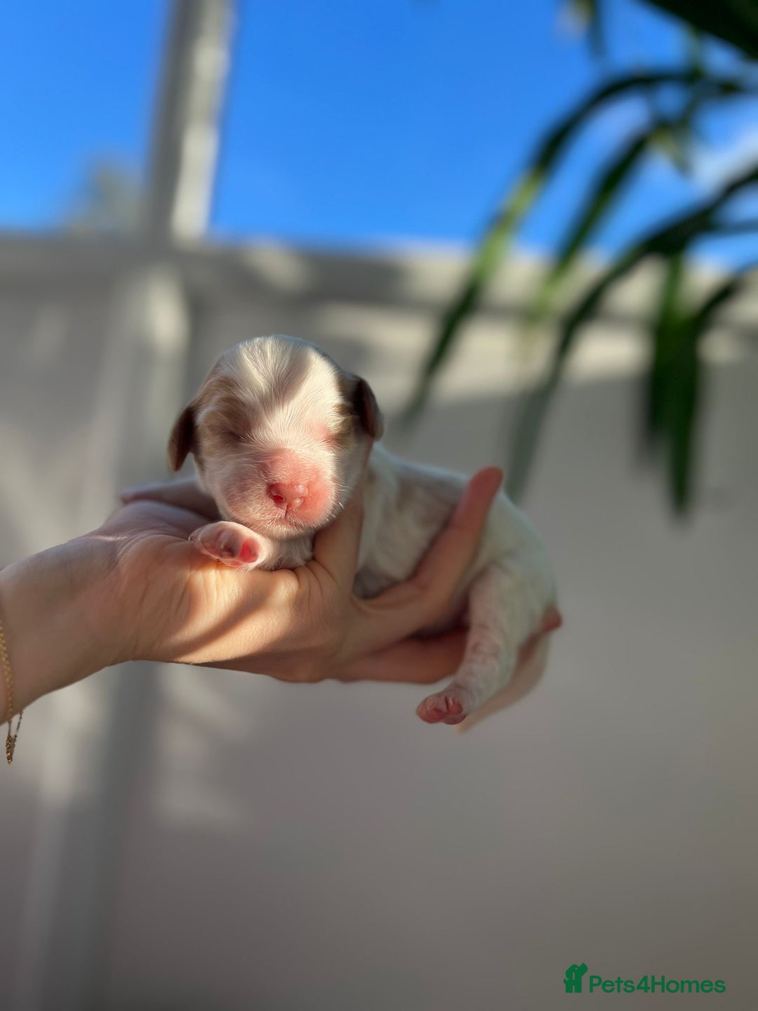 Cocker Spaniel dogs for sale: Show Type Cocker Spaniels. - Advert 14