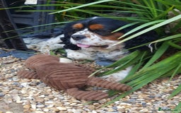 Cavalier King Charles Spaniel dogs for sale: 2 Cavalier king Charles puppies left - Image 33