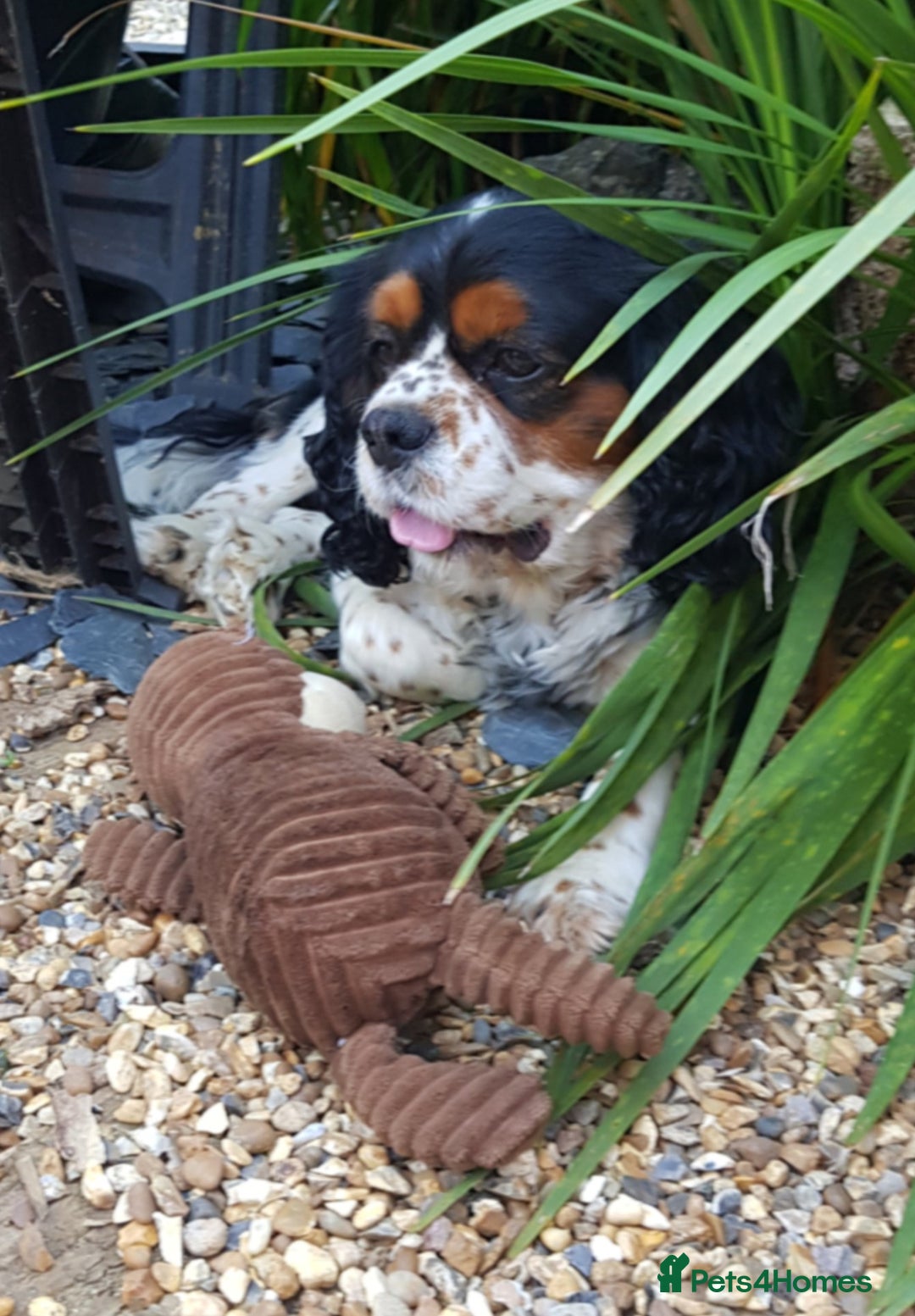Cavalier King Charles Spaniel dogs for sale: 2 Cavalier king Charles puppies left - Image 33