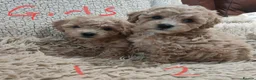 Cockapoo dogs for sale: Toy/mini Cockapoo f1b puppies  in Omagh - Advert 6