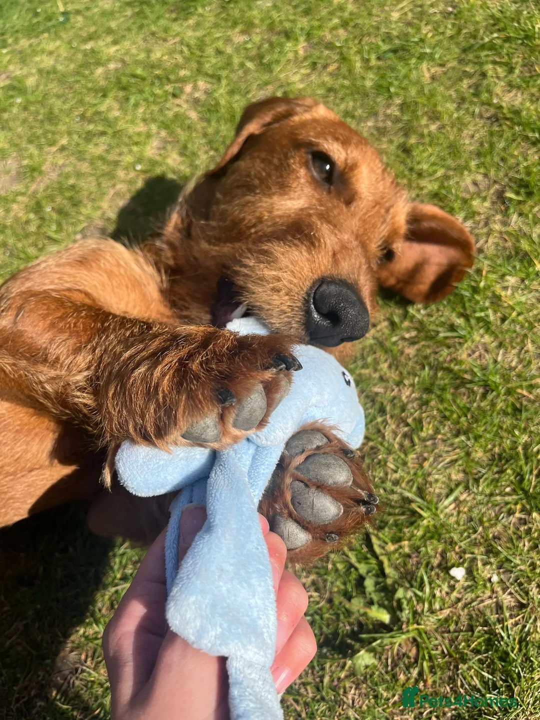 Dachshund dogs for stud: 5th gen pedigree KC teckel Dachshund  - Advert 7