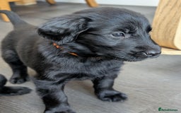 Flat coated Retriever dogs for sale: READY NOW Flat Coated Retriever Puppies - Image 7