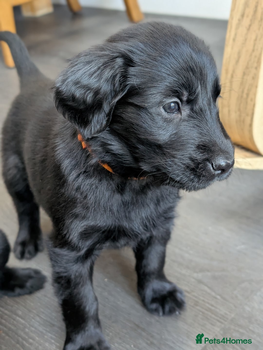 Flat coated Retriever dogs for sale: READY NOW Flat Coated Retriever Puppies - Image 7