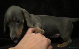Miniature Dachshund dogs for sale: 🥰 Stunning Miniature Dachshunds 🥰 - Advert 8